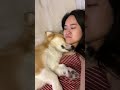 when cuddles are life tofu the corgi shorts cuddles corgi