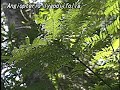 科学映像館　red data plants（angiopteris lygodiifolia リュウビンタイ