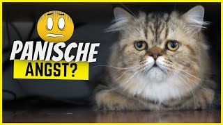 Wie viel Angst hat deine Katze vor DIR? So erkennst du es!