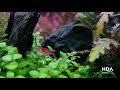 45cm Nature Aquascape