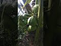 Kelapa sebelah pandan #farm #garden #gardening