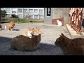 【襲われる】ドアの前に大量の野良猫が⁉その理由とは…