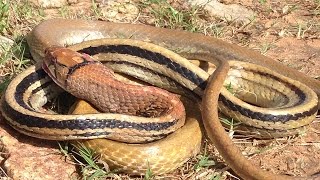 Amazing Man Catch big snake in khmer-catching big snake by hands