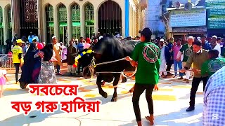 এবারের সবচেয়ে বড় গরু হাদিয়া || মহান ১০ই মাঘ ওরশ শরীফ