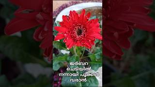 ജെറുബറ ചെടിയിൽ പൂക്കൾ വരാൻ /Gerbera plant to bloom well/sweet garden