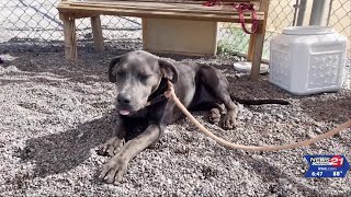 Clear the Shelters: Humane Society of Ochocos proud of 'no-kill' status