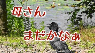 母さん待つ子カラス　大沼湖