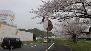 エブリア付近の鹿島千本桜を散歩した。福島県いわき市　2021年3月30日撮影