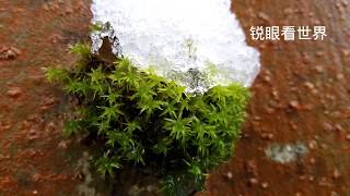 锐眼看世界－－春.雪     一树新绿是绿苔......