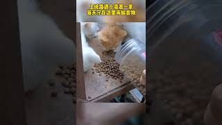 上班路遇小流浪，每天被投喂#shorts#拯救地球的喵星人 #保护小动物 #猫咪 #流浪猫