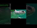 Secrets of f Sea Turtles🐢 A Dive into Marine Life! #life #facts #animals #shortvideos #viralshorts