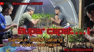 Proses sambung pucuk durian