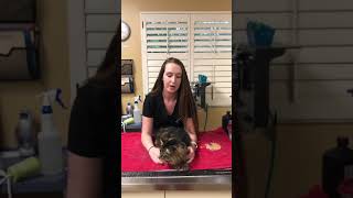 Restraining a Cat With a Towel