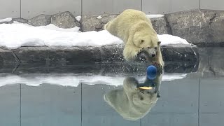 20250123:今日の円山動物園