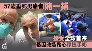 全球首例！   美國57歲垂死男患者賭一鋪　移植基因改造豬心續命