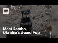 Puppy Helps Guard Ukraine's Front Lines #Shorts