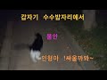 인형아  수수밥자리까지  부디치며  서로 싸울까봐  ~소리에  민원들어가며  마음이 조마조마  !  (길고양이브이로그)  길고양이  중성화tnr)  34마리