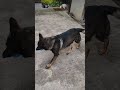 シェパード犬　七転び八起き ボール遊び 屋根 エラー しくじり germanshepherd