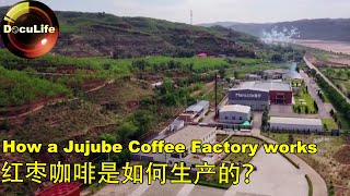 How a Jujube Coffee Factory works？红枣咖啡是如何生产的？