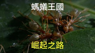 脫離族群單飛的螞蟻，竟在高空建立一個強大的紡織帝國 #動物世界 #自然紀錄片 #微觀世界 #螞蟻#antizoo #antiaging #antique #animals #funnyanimals