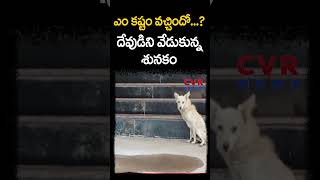 ఎం కష్టం వచ్చిందో..? దేవుడిని వేడుకున్న శునకం | Ambedkar Konaseema District | CVR NEWS