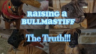 Raising A Bullmastiff: The Truth! Pt1 The Reality Of Raising A Bullmastiff Puppy