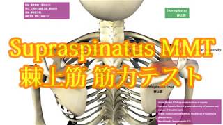 supraspinatus muscle test　棘上筋 筋力テスト