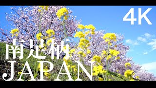 日本の美しき風景 神奈川県「南足柄の春めき桜」2020 /Beautiful cherry blossoms in Kanagawa \