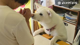 “レジ打ち動画”でブレーク！　酒店の看板犬・梅子の日常　（４）常連客との交流