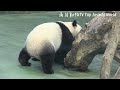 圓寶和圓圓母女倆抱成一團玩的超開心 熊貓貓熊the giant panda yuanyuan and yuan bao 台北市立動物園