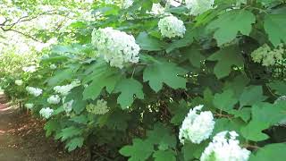 20180601 紫陽花「柏葉紫陽花カシワバアジサイ」