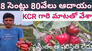 కాప్సికం 8 సెంట్లులో 80 వేలు ఆదాయం capsicum farming Ricardo income