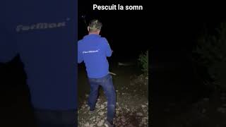 pescuit la somn pe raul Mureș cu montura de suprafață , pescuit la pluta pescuit la peste mare