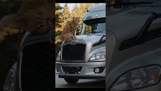 Animal Warning Signals to Humans – Incredible Rescue Instincts! 🐕🚨 #Animals #Rescue #cat #catlover