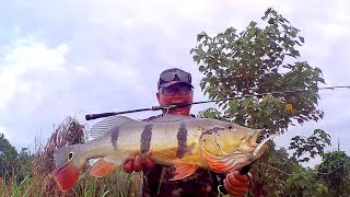 CASTING Giant Peacock Bass Temensis