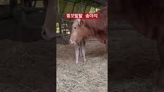 태어난지 1시간된 #송아지 #shorts