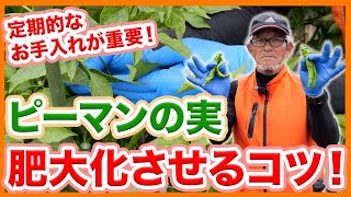 家庭菜園や農園のピーマン栽培で実を肥大化させるコツ！枝をカットして大きな実を作る為の栽ピーマンの育て方を徹底解説！【農家直伝】Tips for caring for peppers.