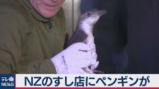 NZのすし店にペンギン