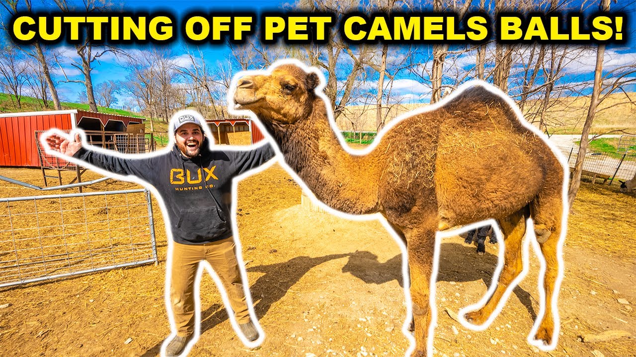 CUTTING Off My PET Camels NUTS!! (Had to use Tranquilizer)