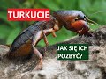 TURKUCIE (TURKUĆ PODJADEK) - JAK SIĘ ICH POZBYĆ?