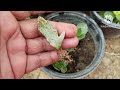 15 अनोखे और महंगे पौधे उगाएं सिर्फ एक पत्ती से grow beautiful u0026 expensive plant by leaf propagation