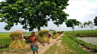 অসাধারণ গ্রামের দৃশ্য যেন কোন শিল্পির হাতে আঁকা ছবি। Amazing And Beautiful Village Scenery