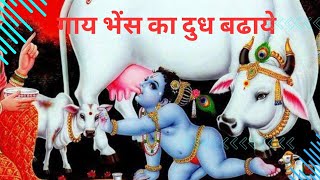 गाय भैंस का दुध बढ़ाने का मंत्र।। cow or bhens ka milk badhaye #mantra#viralvideos