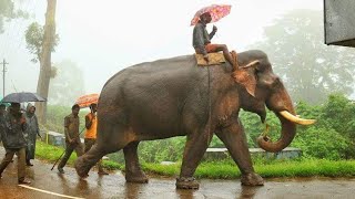 Kalim Kumki Anamalai Elephant ഇവന്റെ മുന്നിൽ മുട്ട്മടക്കാത്ത കാട്ടുകൊമ്പന്മാർ ചുരുക്കംWild hunder