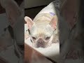 日向が大好きなせんべえ（一瞬顔が真っ白に dog frenchbulldog フレンチブルドッグ フレブル 保護犬