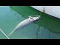 a manatee comes to neighbour s boat