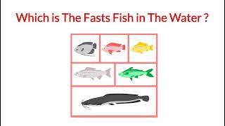 Which is The Fasts Fish in The Water ?|Info point