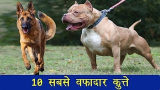 10 सबसे वफादार कुत्तों की नस्लें जो हैं सबसे खतरनाक भी, आपके पास कौनसा है?