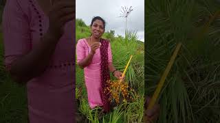 ചിറ്റീന്ത് കണ്ടിട്ടുണ്ടോ അതിന്റെ ഇല ചൂലായും പഴം കഴിക്കാനും ഒക്കെ കൊള്ളാം😍😍