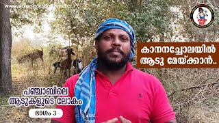 കാനനചോലയിൽ ആട് മേക്കാൻ - പഞ്ചാബിലെ ആടുകളുടെ ലോകം ഭാഗം -3